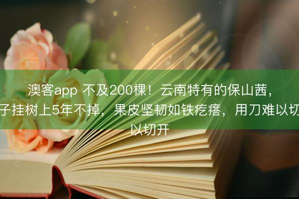 澳客app 不及200棵!云南特有的保山茜,果子挂树上5年不掉,果皮坚韧如铁疙瘩,用刀难以切开